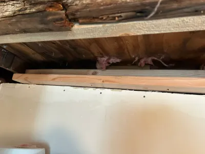 Close-up of exposed basement ceiling framing with new lumber, old joists, and insulation above a drywall edge.