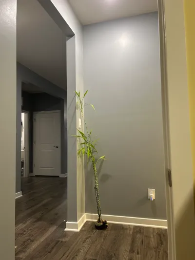 Gray hallway with white trim, dark wood-look plank flooring, corner bamboo plant, and a white panel door beyond.