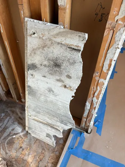 A mold-covered drywall panel removed from a wall, leaning against exposed studs during demolition.